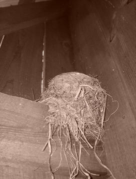 Nest in a barn