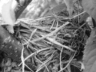 Nest in Tree