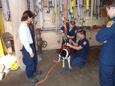 Canine Sheridan getting fitted for harness