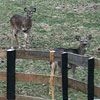 pogo - the 3 legged deer!