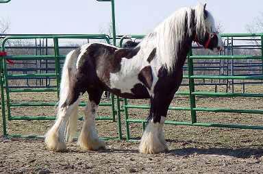 Another tobiano gypsy vanner